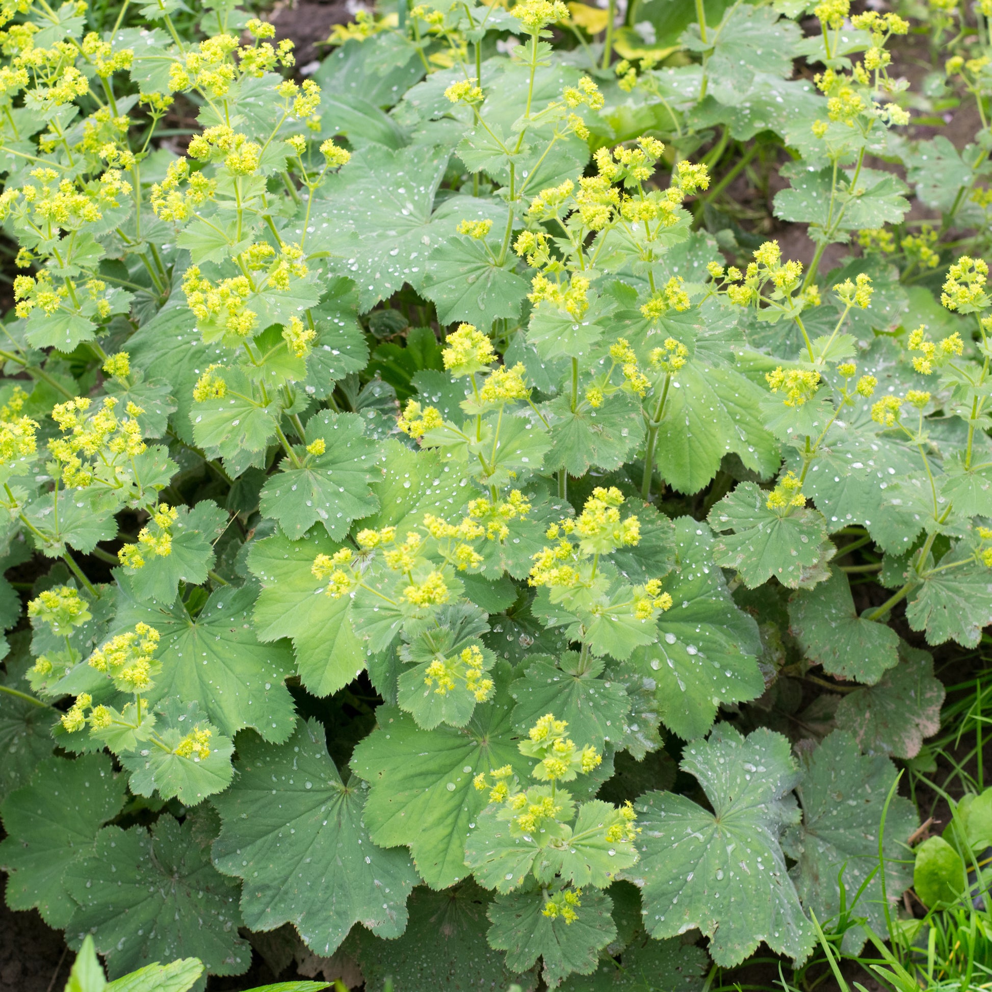 Alchemilla vulgaris - Spitzlappiger Frauenmantel - Stauden