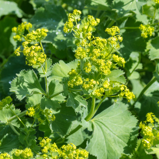 Alchemilla vulgaris (x3)