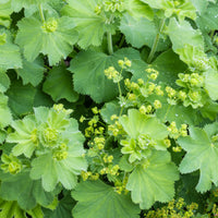 Stauden - Spitzlappiger Frauenmantel - Alchemilla vulgaris