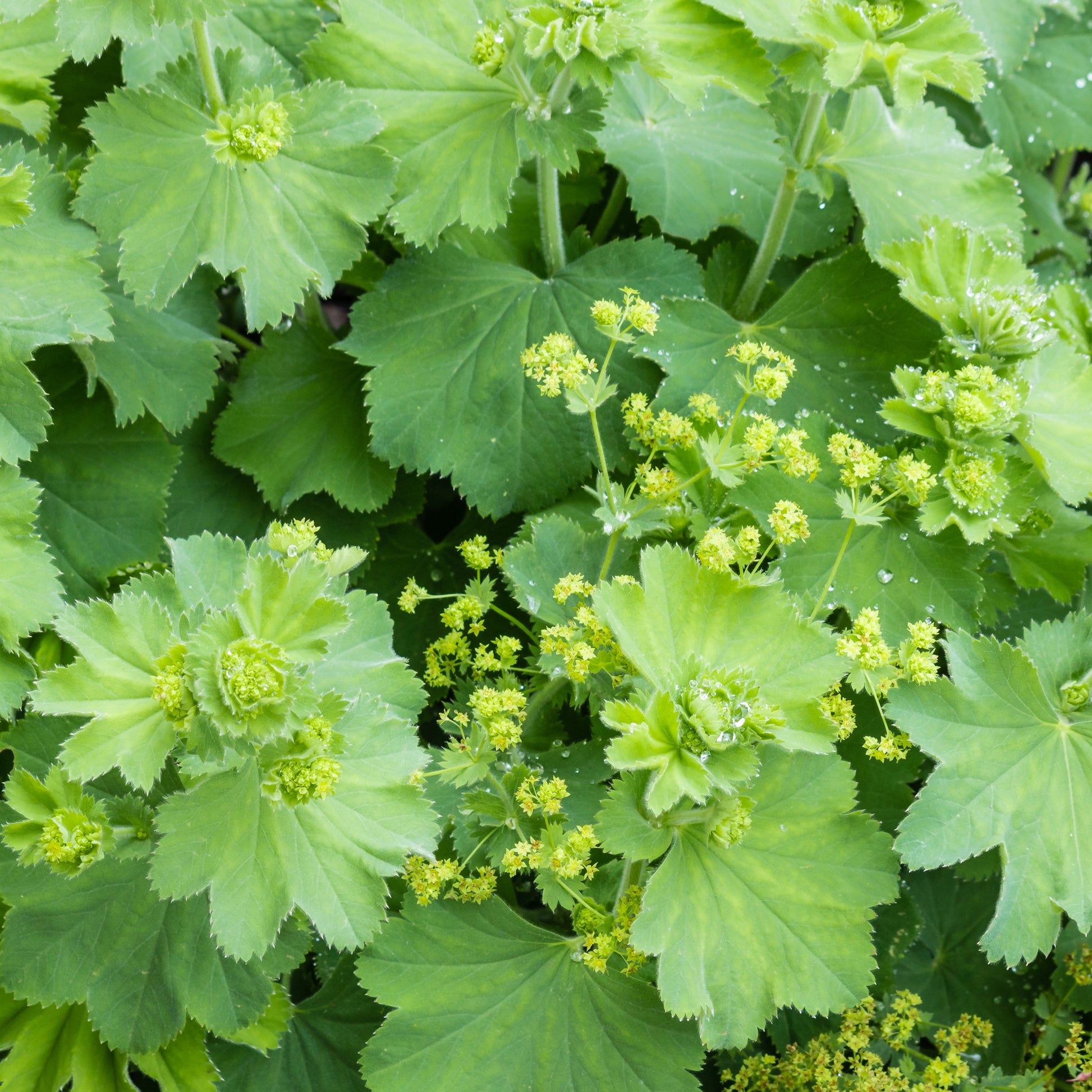 Stauden - Spitzlappiger Frauenmantel - Alchemilla vulgaris