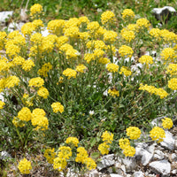 Berggold Bergpassagen (x3) - Alyssum montanum Berggold - Bakker