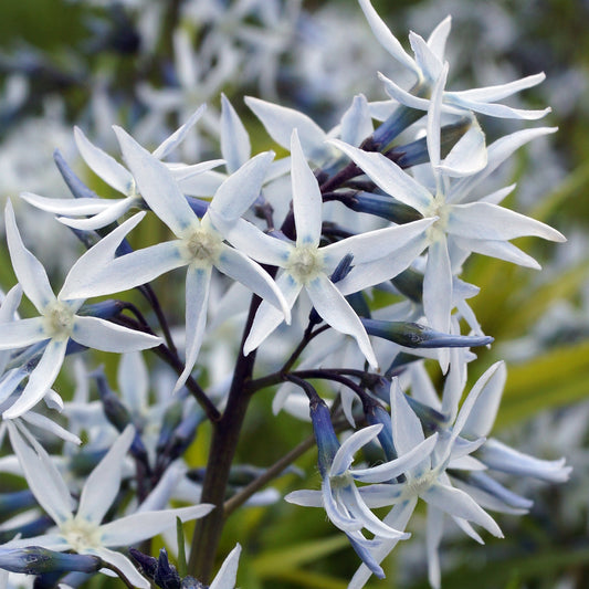 Amsonia hubrichtii - Bakker