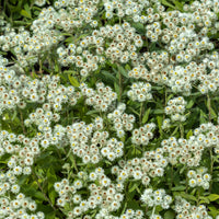 Perlkörbchen 'Sommerschnee' - Bakker