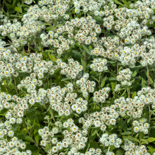 Perlkörbchen 'Sommerschnee' - Bakker