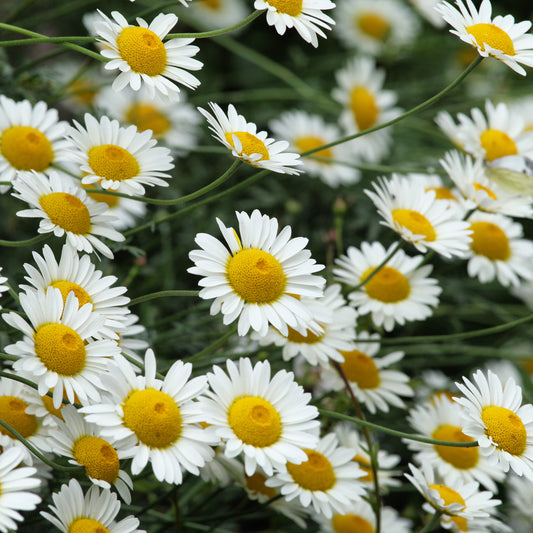 Färber-Hundskamille Sauce Hollandaise - Bakker