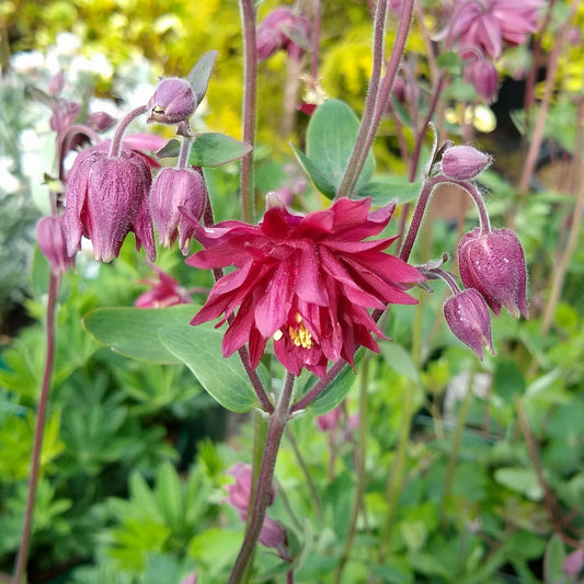 Akelei Ruby Port - Bakker