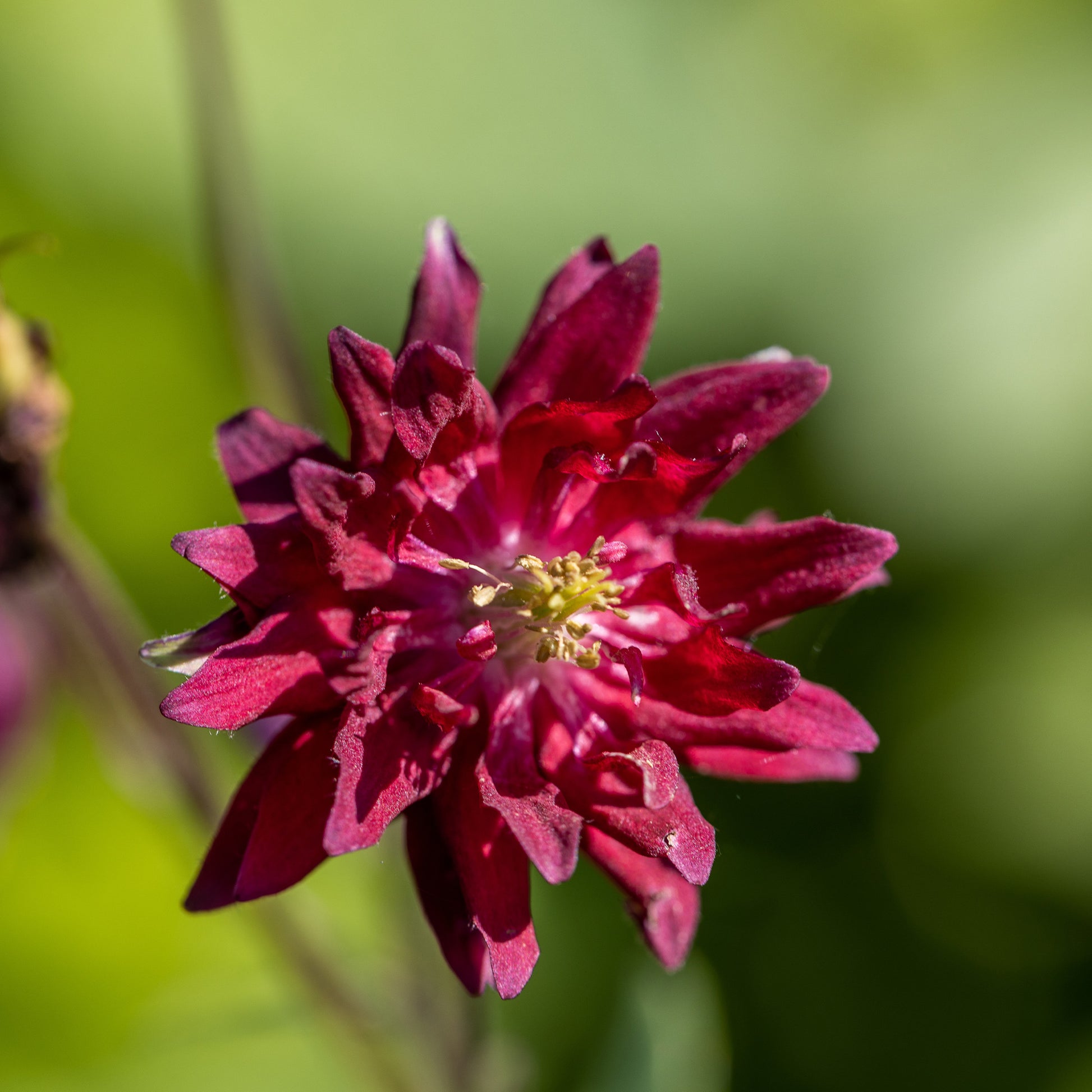 Akelei Ruby Port - Aquilegia vulgaris ruby port - Bakker