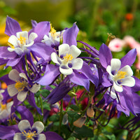 Akelei  Mrs M. Nicholls - Aquilegia Mrs. M. Nicholls - Bakker