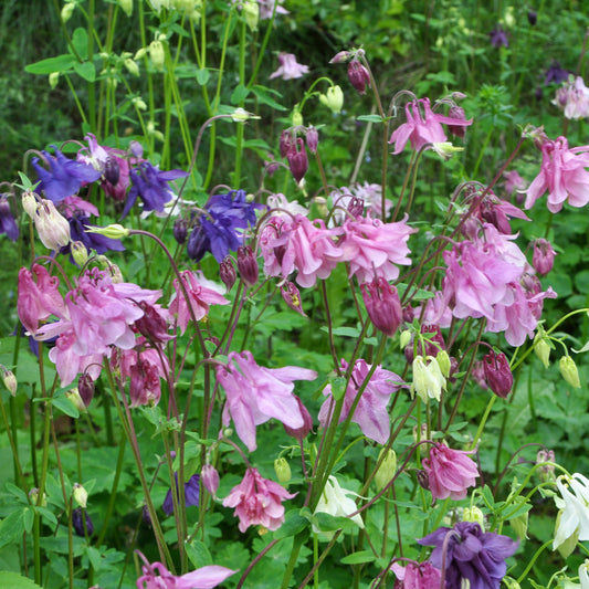 Garten-Anekolie Heidi - Bakker