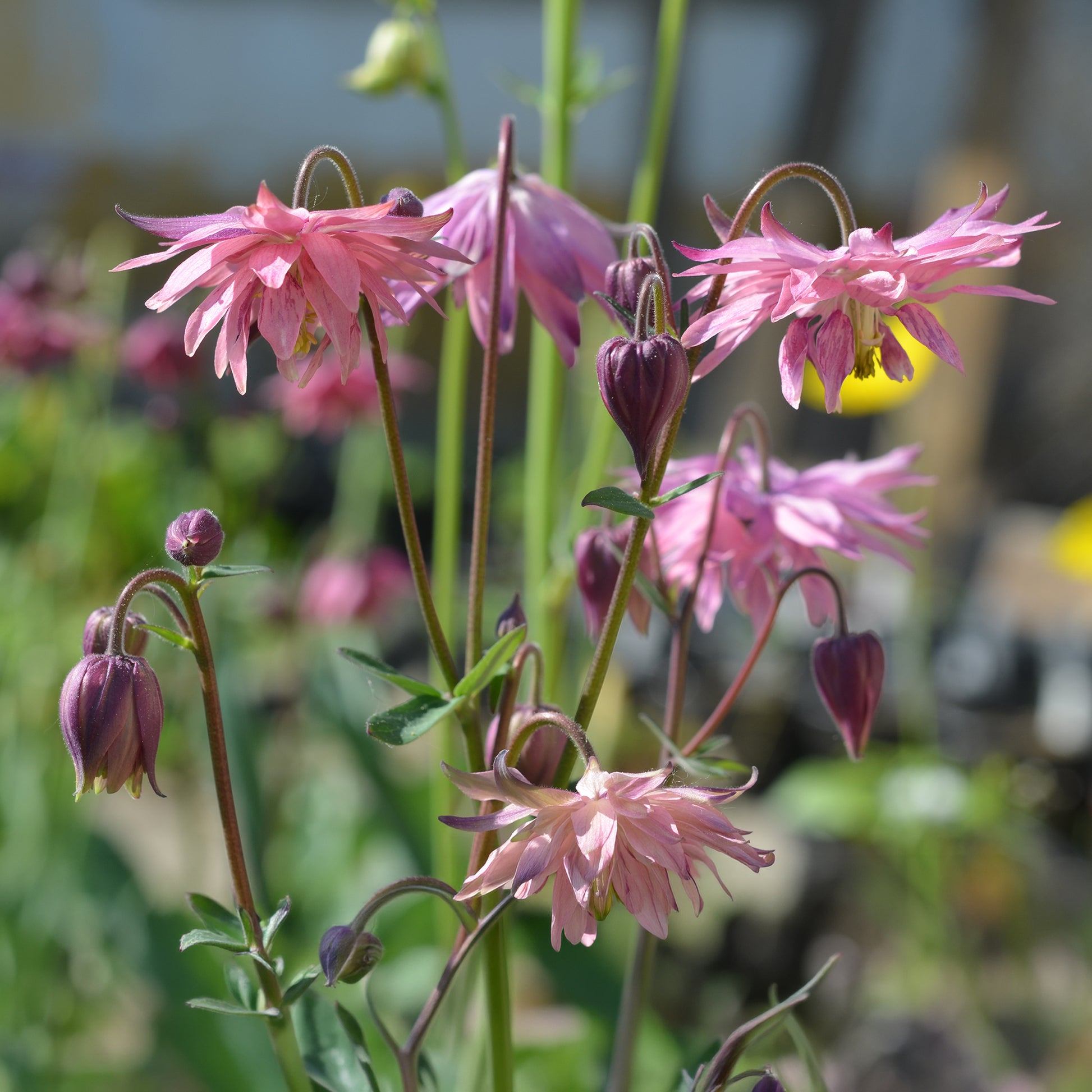 Akelei ‘Rose Barlow’ - Aquilegia vulgaris Rose Barlow - Bakker