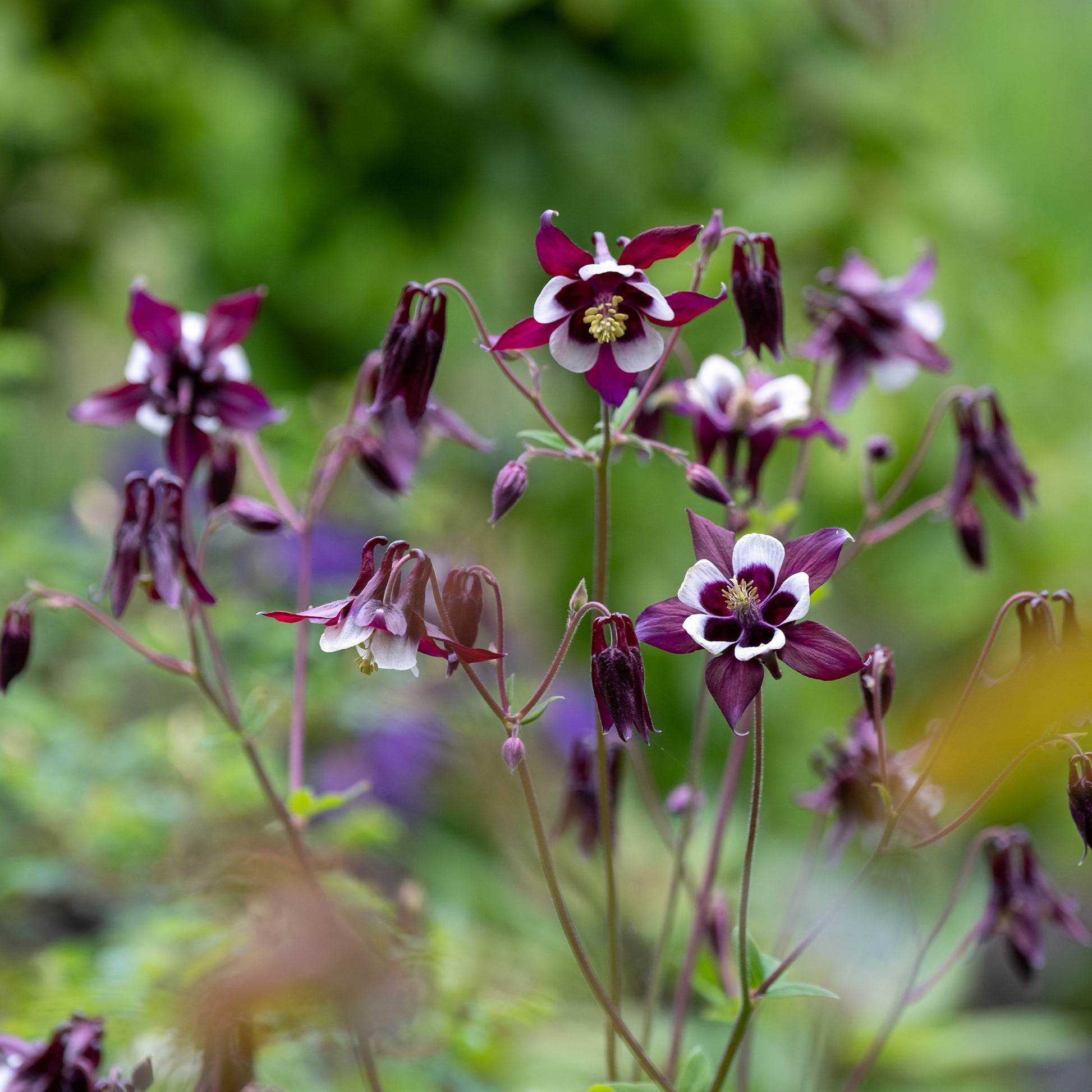 Garten Akelei William Guinness - Bakker
