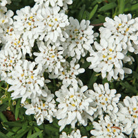 Schleifenblume Weißer Zwerg - Iberis sempervirens 'weisser zwerg' - Bakker