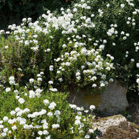 Iberis sempervirens 'weisser zwerg' - Gänsekresse - Schleifenblume