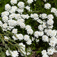 Gänsekresse - Bakker