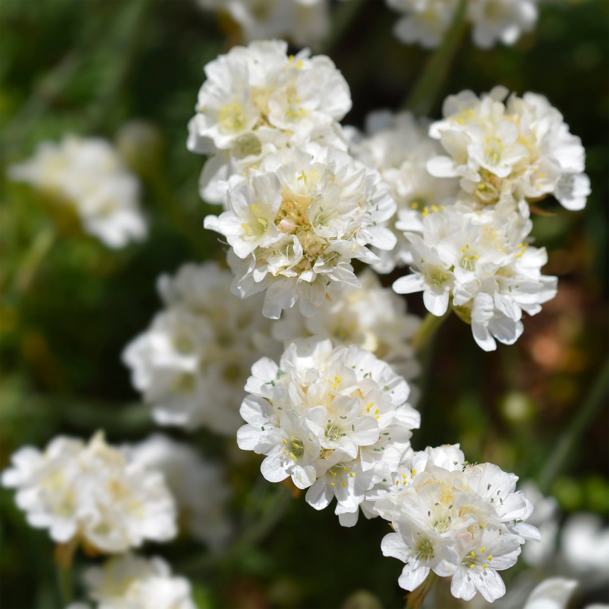 Stauden - Grasnelke 'Alba' - Armeria maritima alba