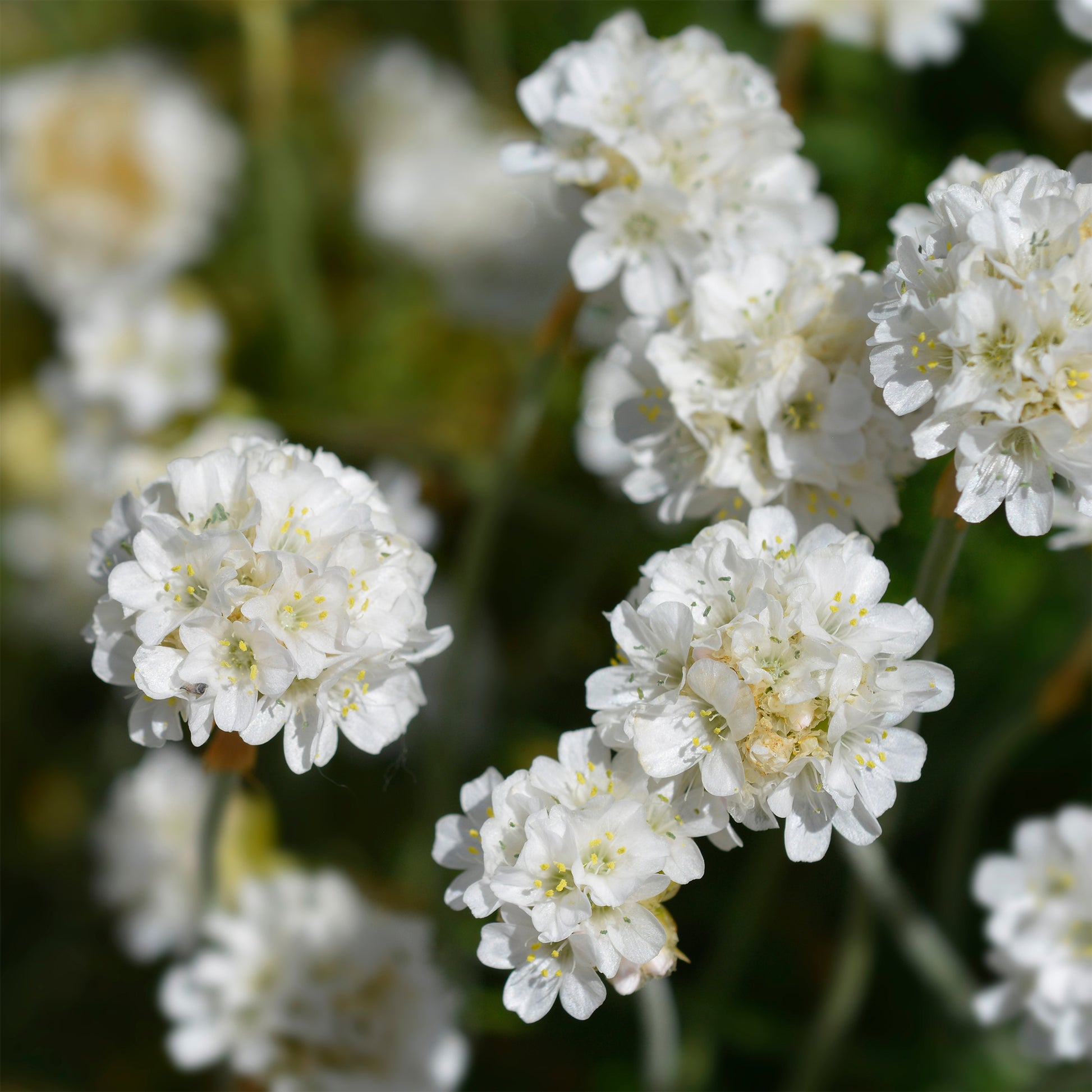 Verkauf Grasnelke 'Alba' - Armeria maritima alba