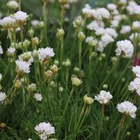 Grasnelke 'Alba' - Bakker