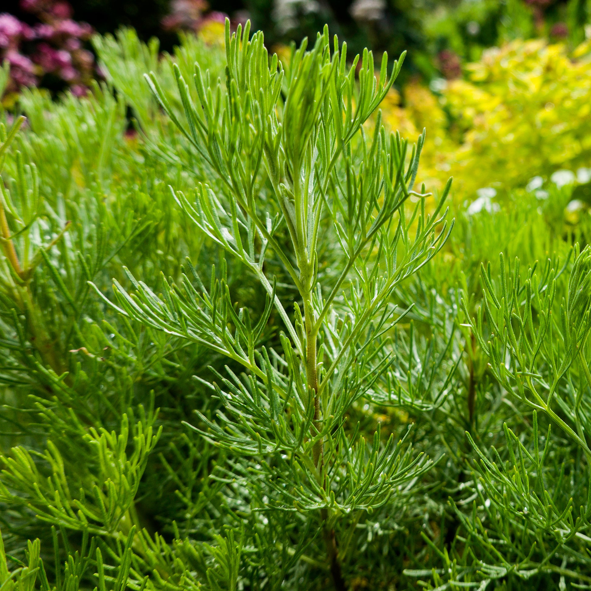 eberraute saatgut Eberraute - Artemisia abrotanum