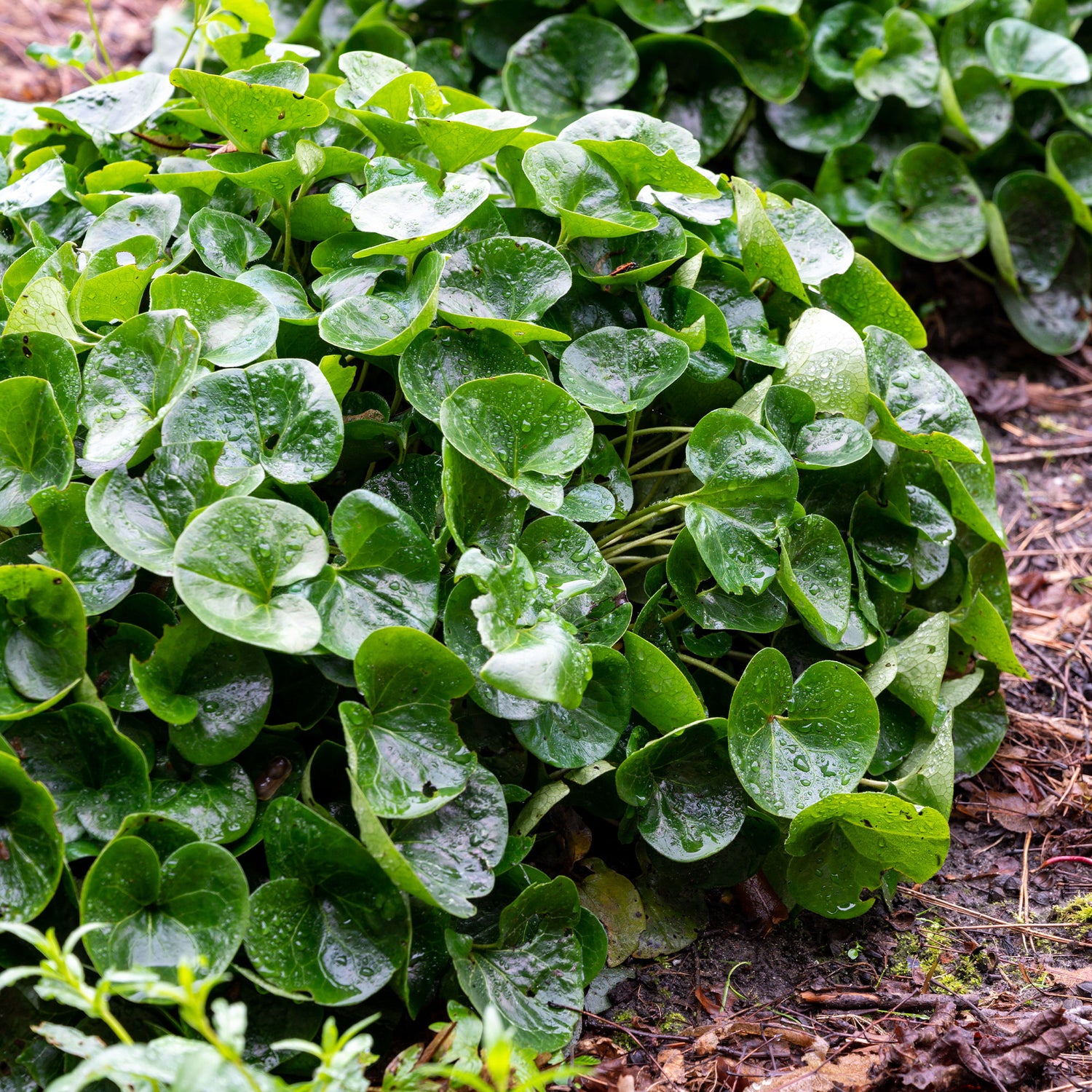 Asarum - Haselwurz