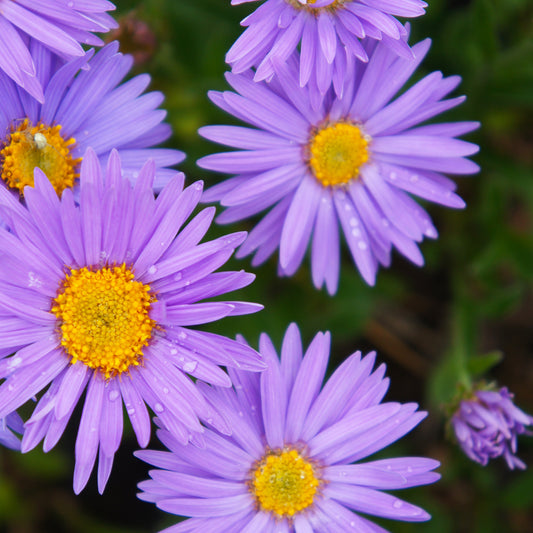 Alpen-Aster 'Dunkle Schöne' - Bakker