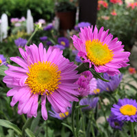 Alpenastern Happy End (x3) - Bakker