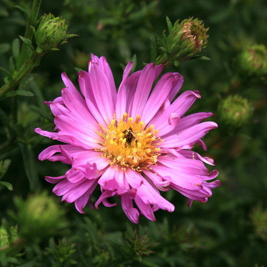 Kissen-Aster 'Herbstgruß vom Bresserhof' - Bakker