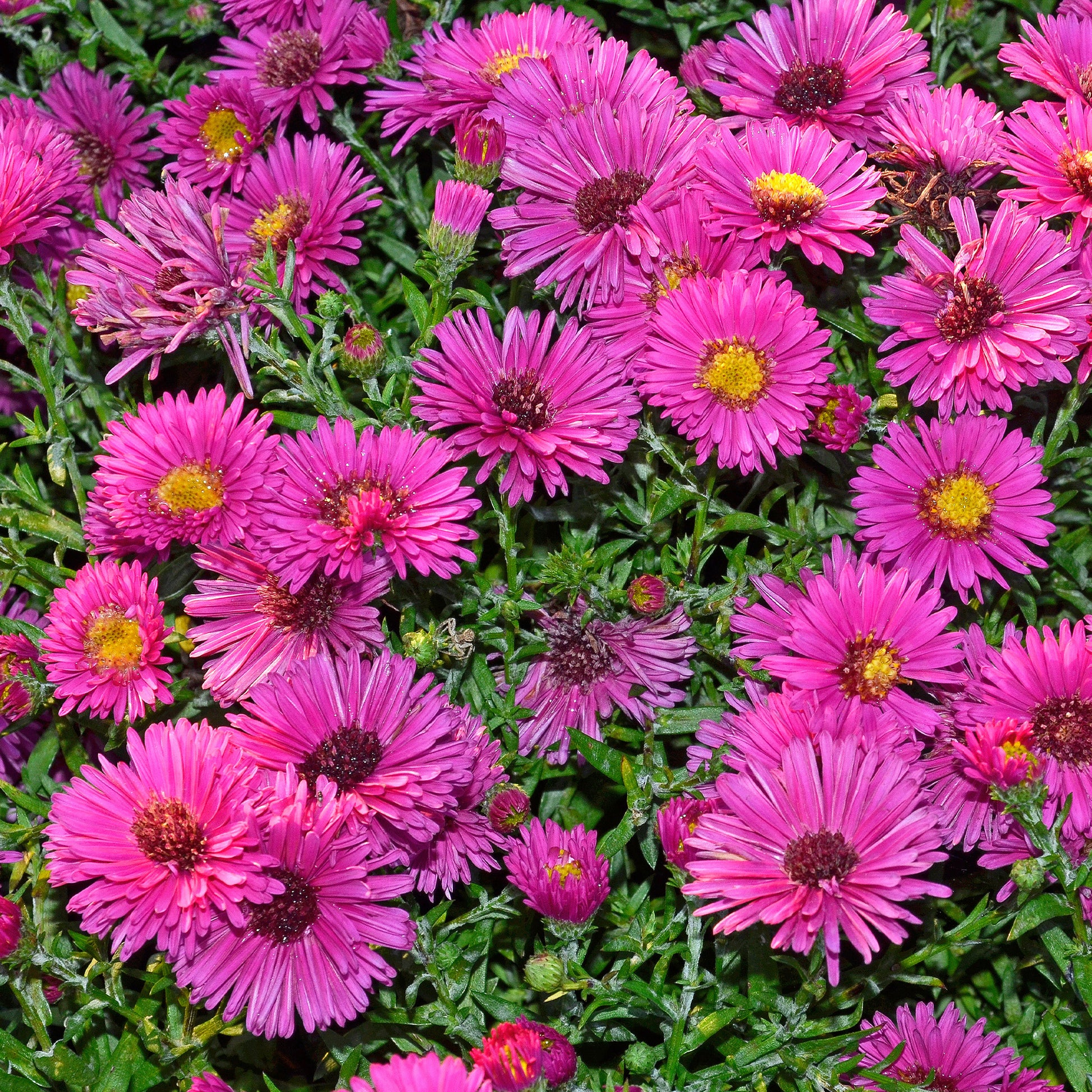 Kissen-Aster 'Jenny' - Bakker