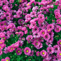 Aster dumosus jenny - Kissen-Aster 'Jenny' - Astern