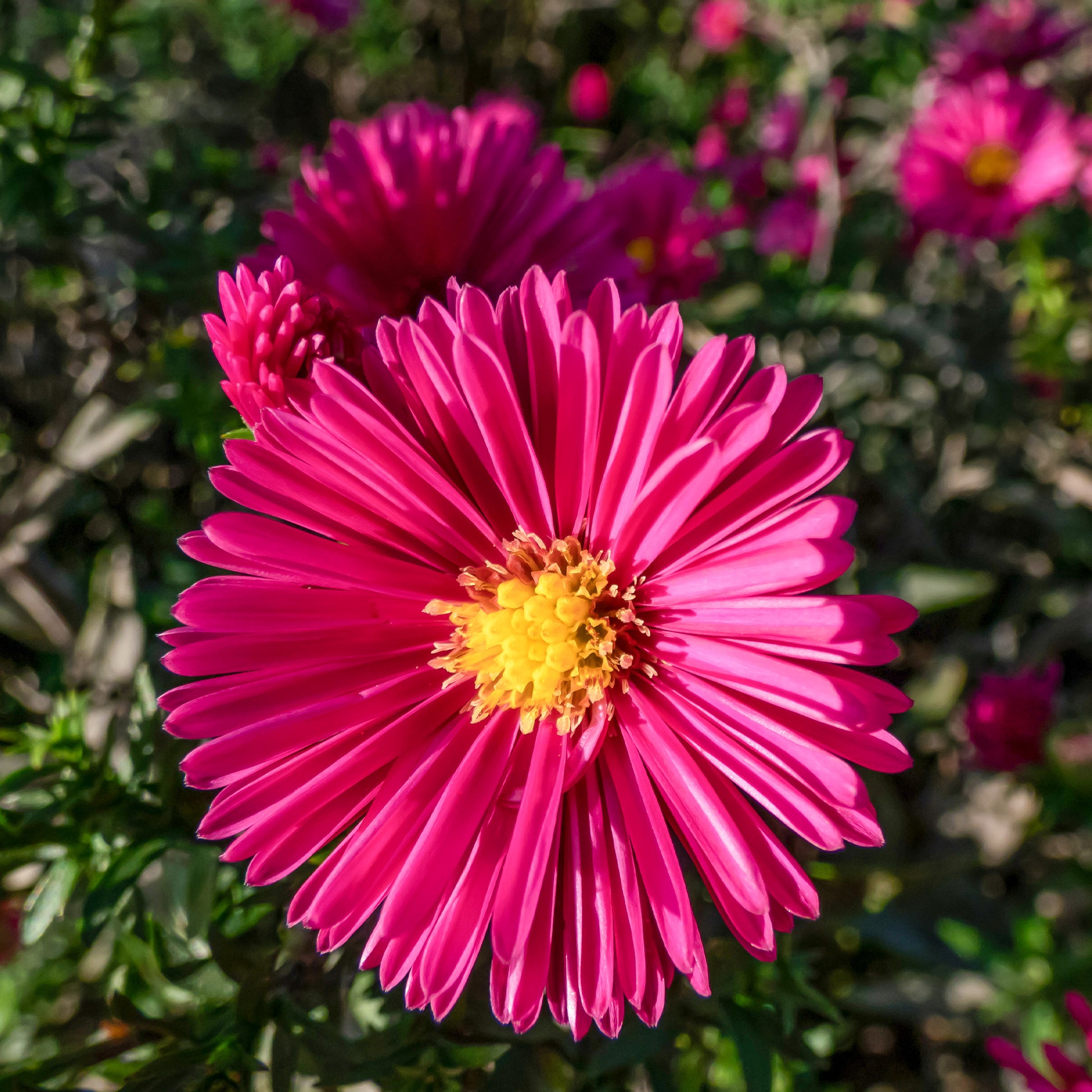 Kissen-Aster 'Jenny' - Aster dumosus jenny - Bakker