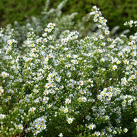 Aster ericoides Snowflurry - Erikoid-Aster Snowflurry (x3) - Stauden