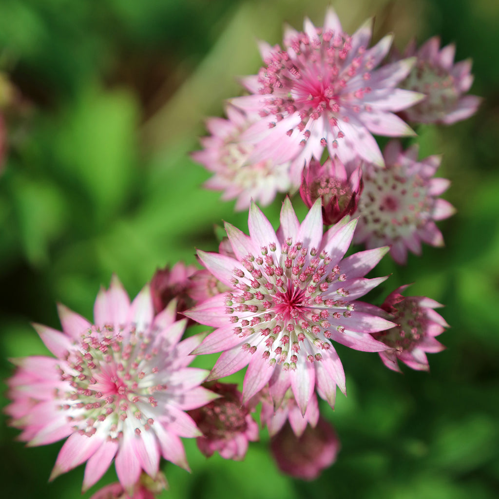 Sterndolde - Astrantia major