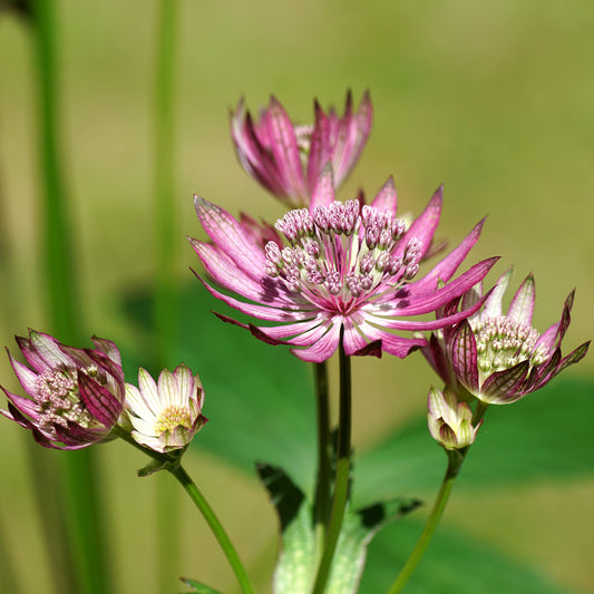 Große Astronomie Primadonna - Bakker