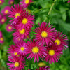 Astern groß Herbst Crimson Brocade (x3) - Bakker