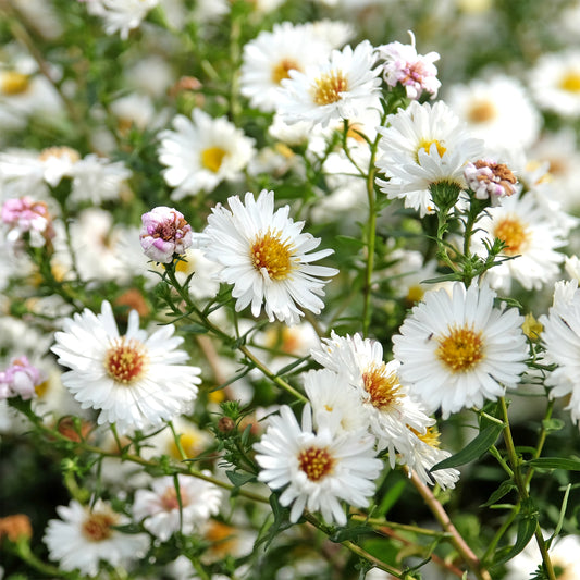 Glattblatt-Aster 'White Ladies' - Bakker