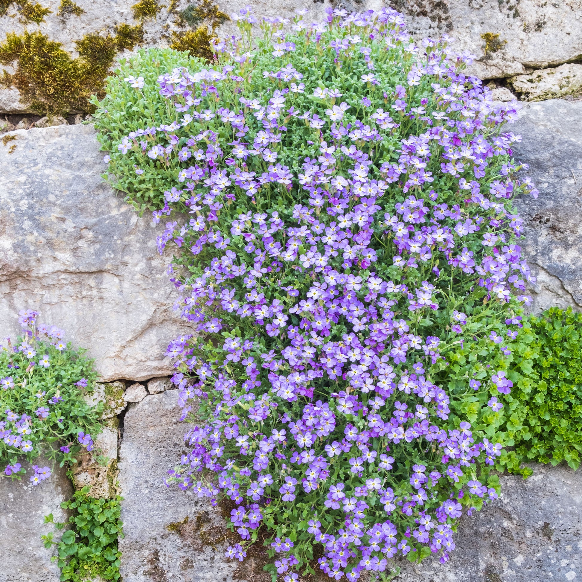 Blaukissen 'Cascade Blue' - Aubrieta Cascade Blue - Bakker