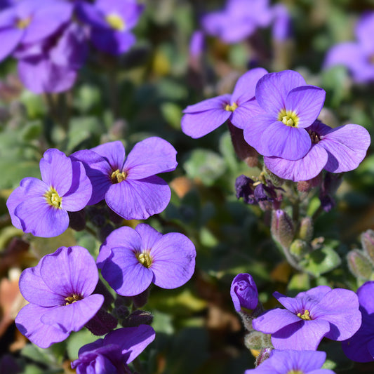 Aubriètes Cascade Purple (x3)