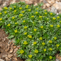Stauden - Andenpolster - Azorella trifurcata