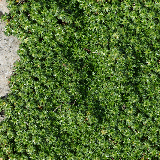Andenpolster - Bakker