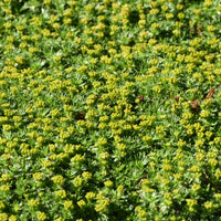 Verkauf Andenpolster - Azorella trifurcata