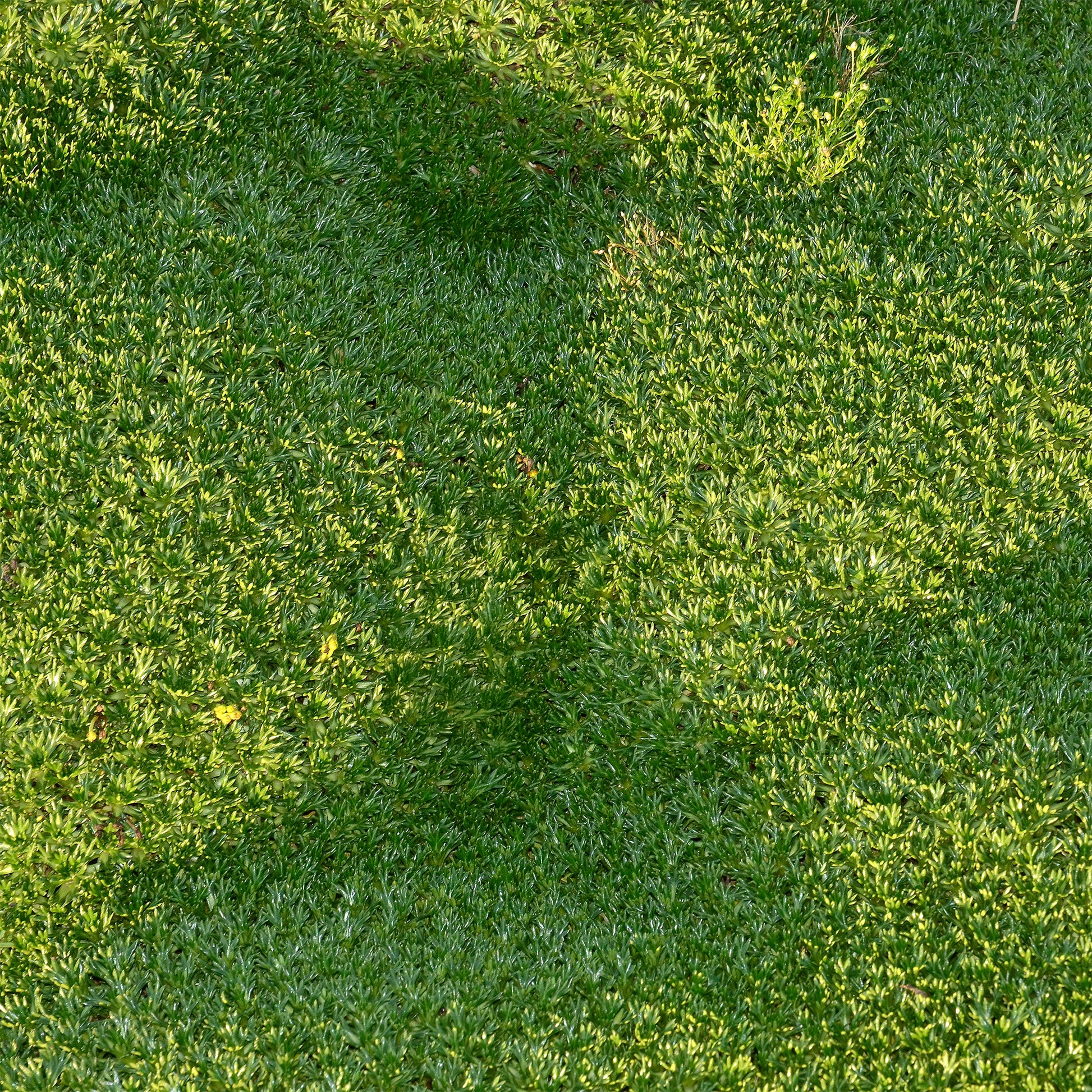 Azorella trifurcata - Andenpolster - Stauden