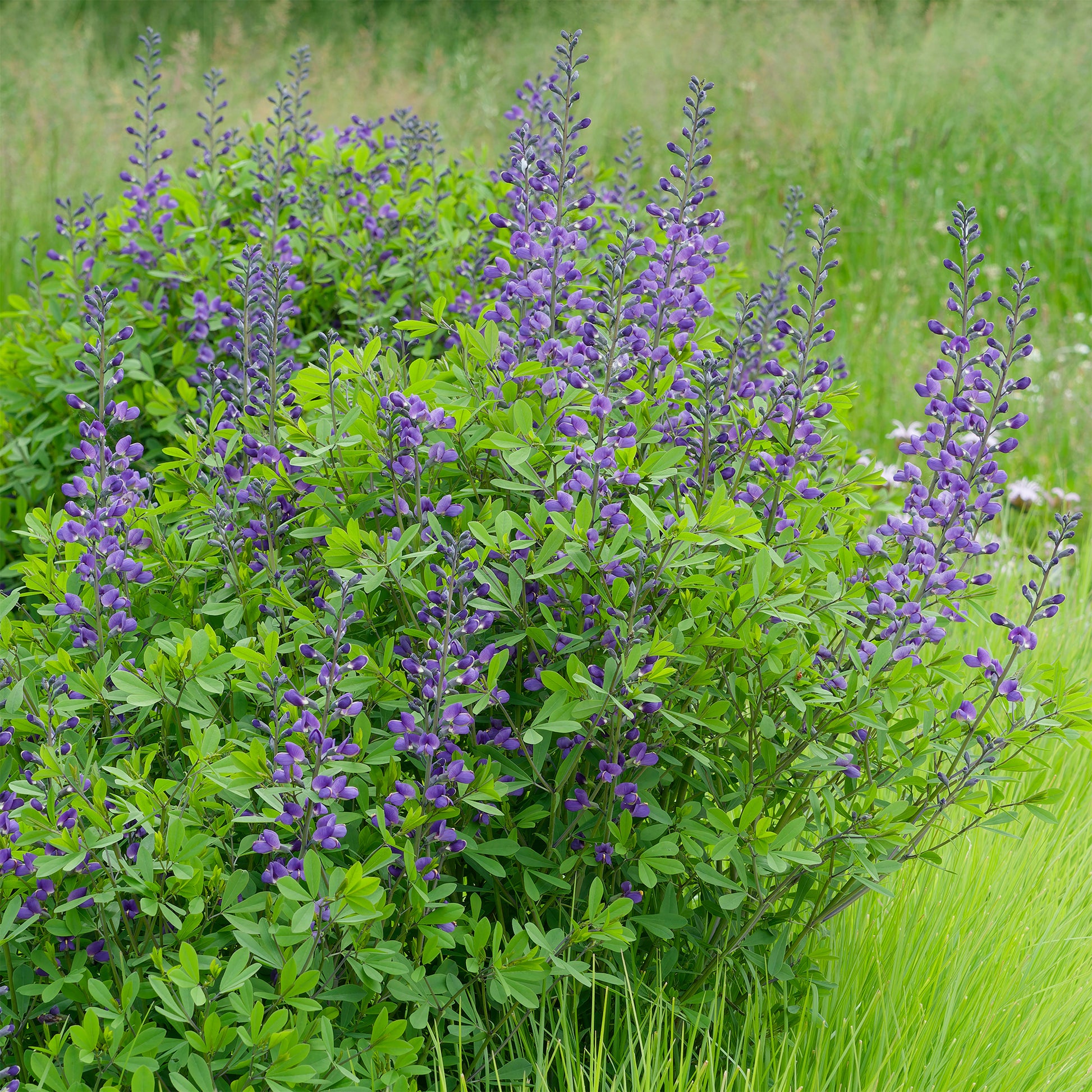 Podalyre - Baptisia australis - Bakker