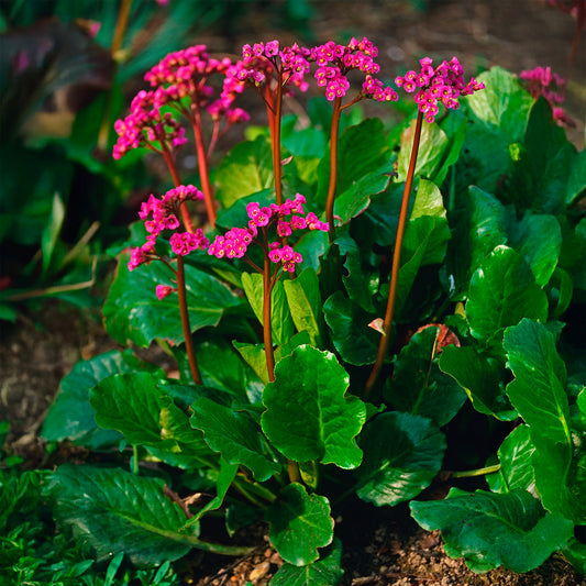 Bergenie Morgenröte - Bakker