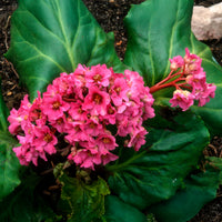 Bergenie Morgenröte - Bergenia cordifolia Morgenröte - Bakker