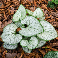 Brunnera macrophylla silver heart - Kaukasisches Vergissmeinnicht Silver Heart - Vergissmeinnicht  