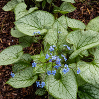 Kaukasisches Vergissmeinnicht Silver Heart - Brunnera macrophylla Silver Heart - Bakker