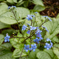 Kaukasisches Vergissmeinnicht Silver Heart - Brunnera macrophylla silver heart - Bakker