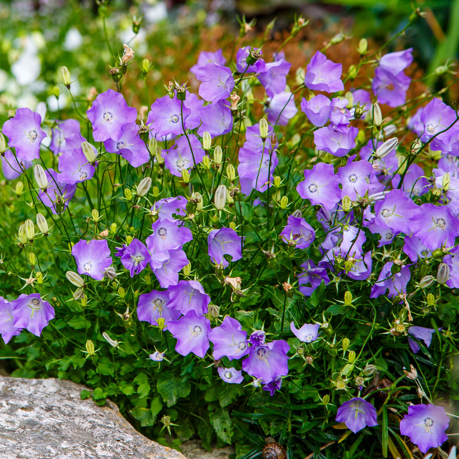 Campanula carpatica Blaue Clips - Karpaten-Glockenblume Blaue Clips - Glockenblumen