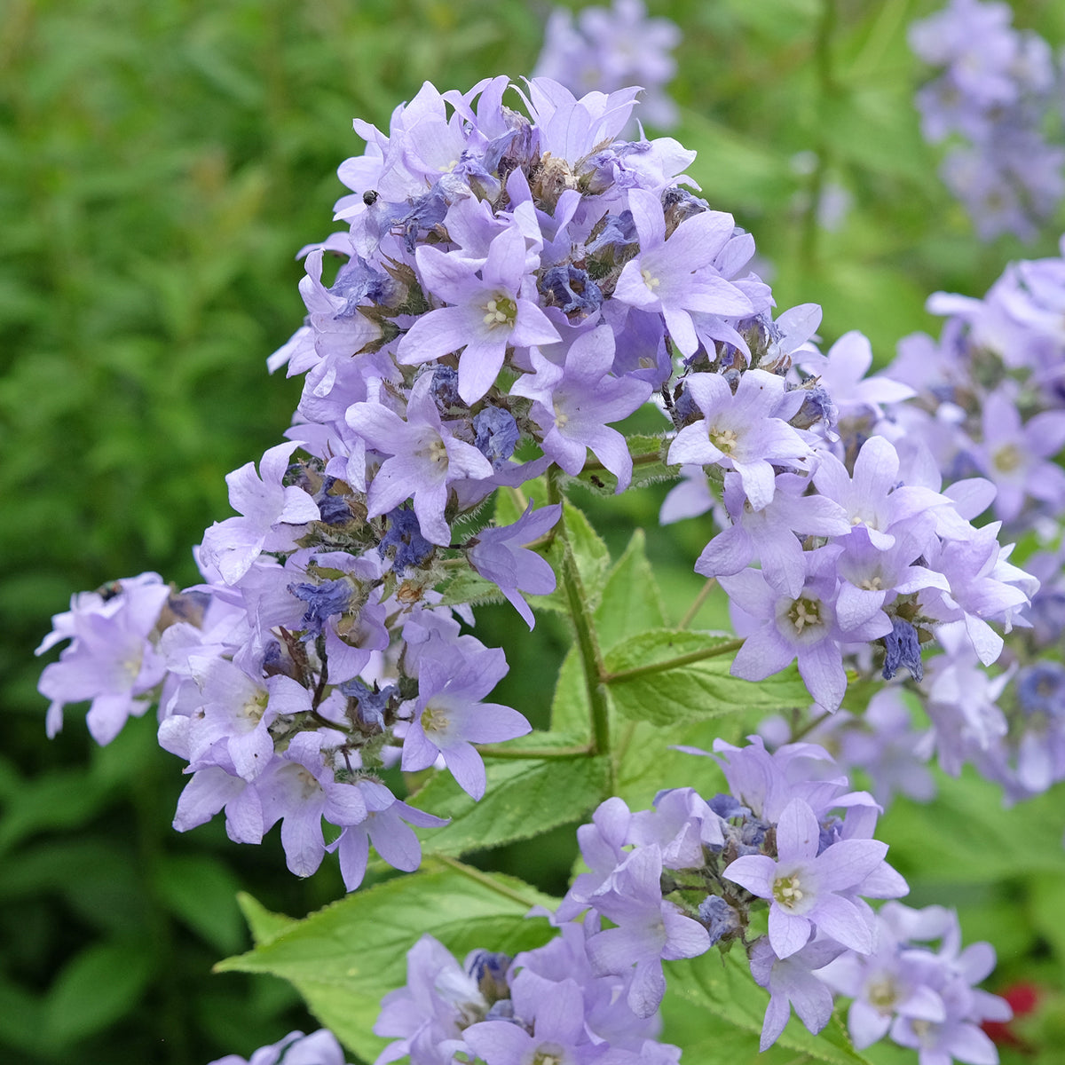 Milchige Glockenblume Prichards Variety
