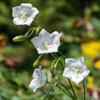 Glockenblumen - Pfirsichblättrige Glockenblume Alba (x3) - Campanula persicifolia Alba