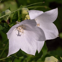 Pfirsichblättrige Glockenblume Alba (x3) - Campanula persicifolia Alba - Bakker